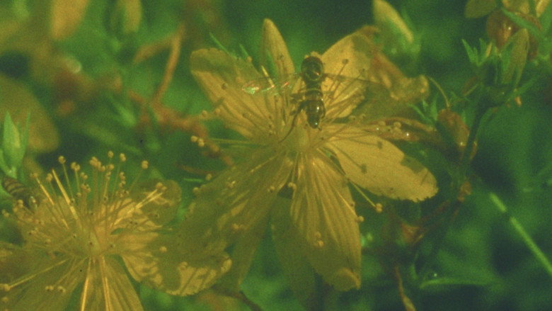Summer Meadow still 1