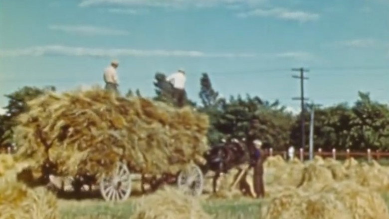 The Percheron still 1