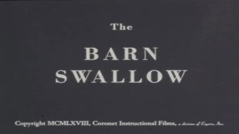 The Barn Swallow still 1