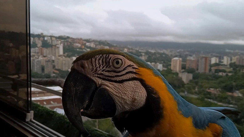 Guacamayas: El vuelo en una ciudad que no deja de crecer still 3
