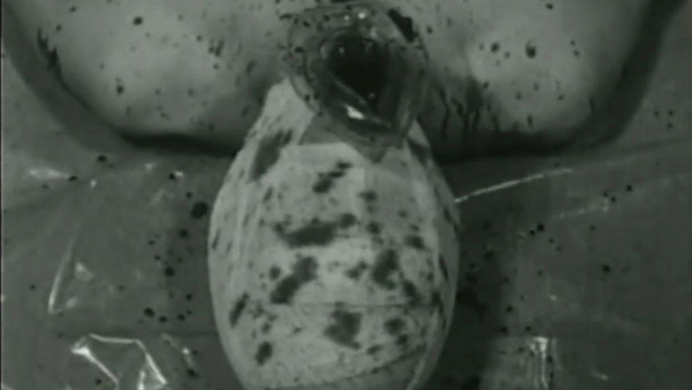 Pig still 8
