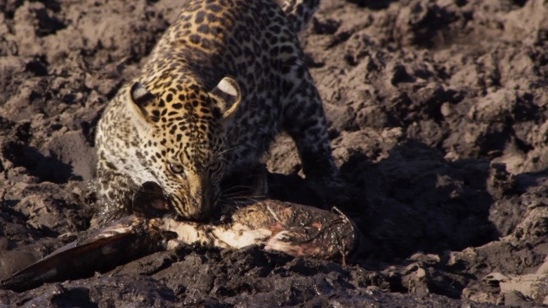 Africa's Fishing Leopards still 2