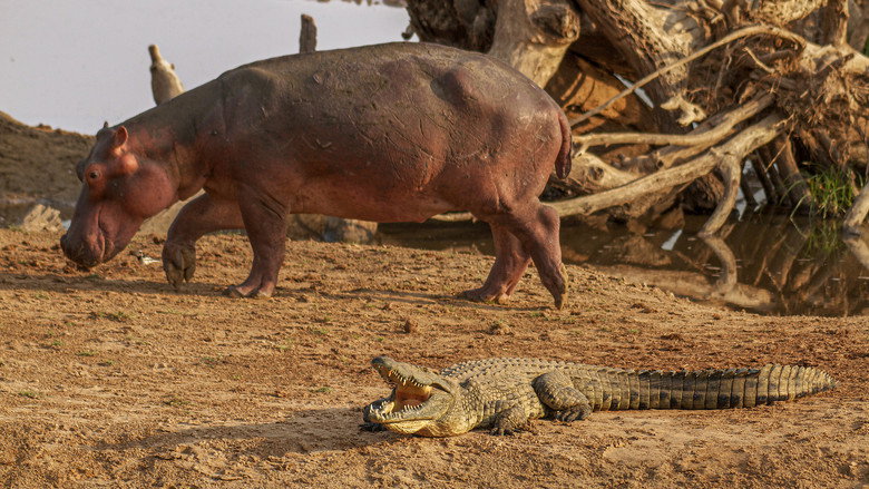 Hippo vs Croc still 7
