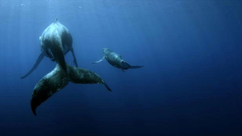 Sonic Sea still 3