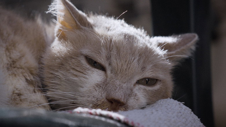 For the Love of Cats still 1