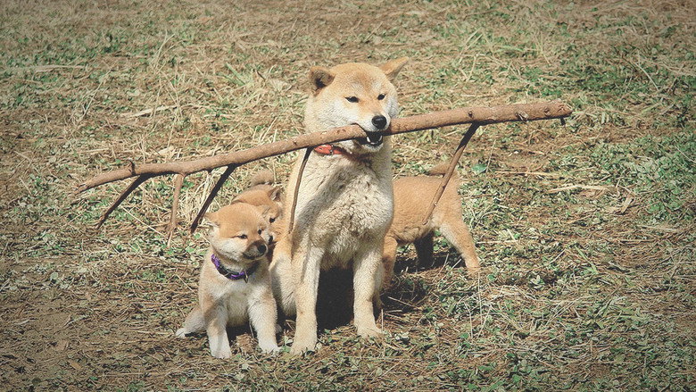 A Tale of Mari and Three Puppies still 1