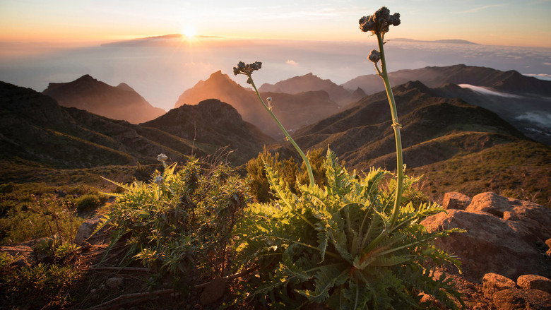 The Canary Islands still 1
