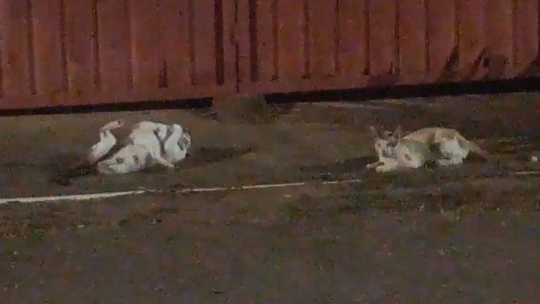 Cats and Cameras still 2