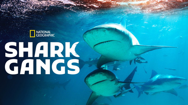 Shark Gangs still 6