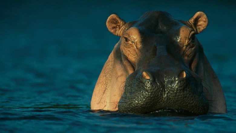 Wild Gabon still 1