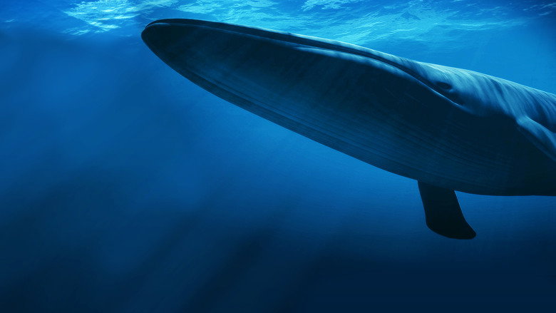 Kingdom of the Blue Whale still 5
