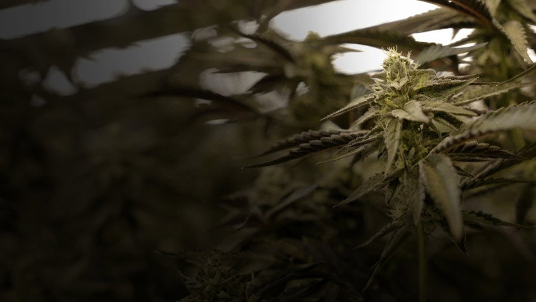 Cannabis : Une enquête de Mathieu Kassovitz et Antoine Robin still 1