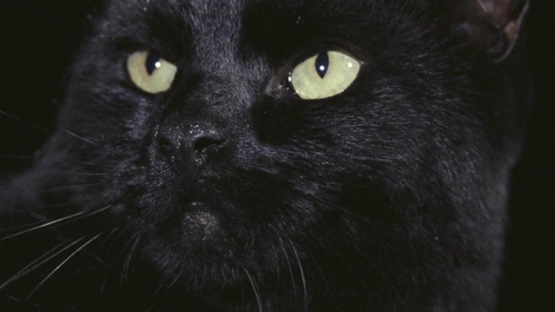The Black Cat still 4