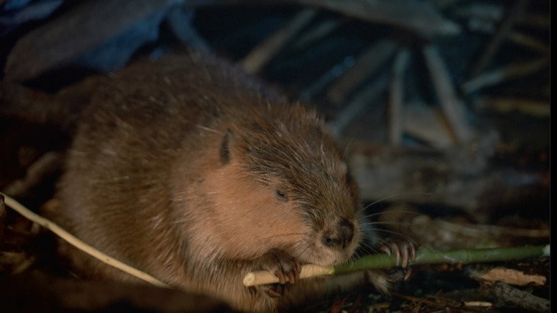 Beavers still 1