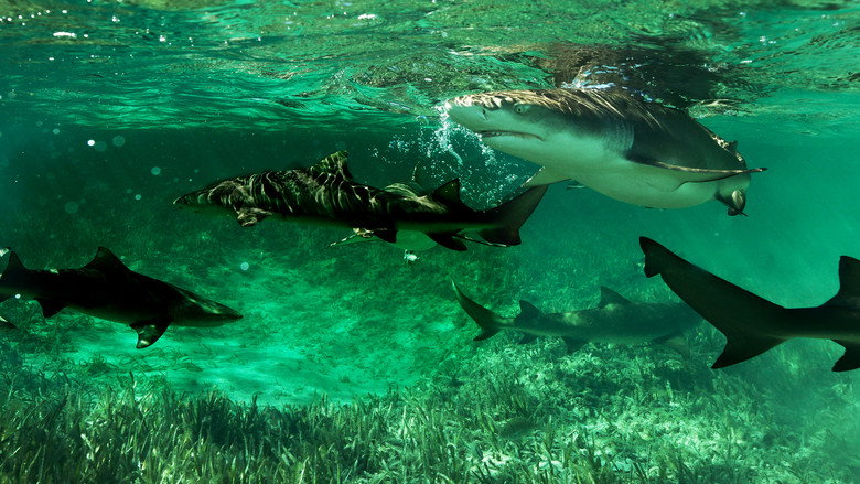 Shark Gangs still 1