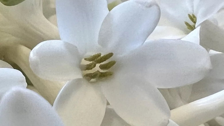 Fleurs à parfum, retour en Grasse still 2