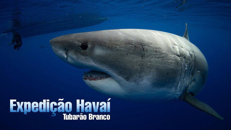 World's Biggest Great White? still 3