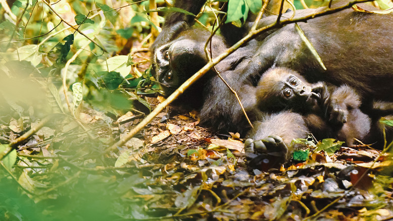 Gorillas Close Up still 5