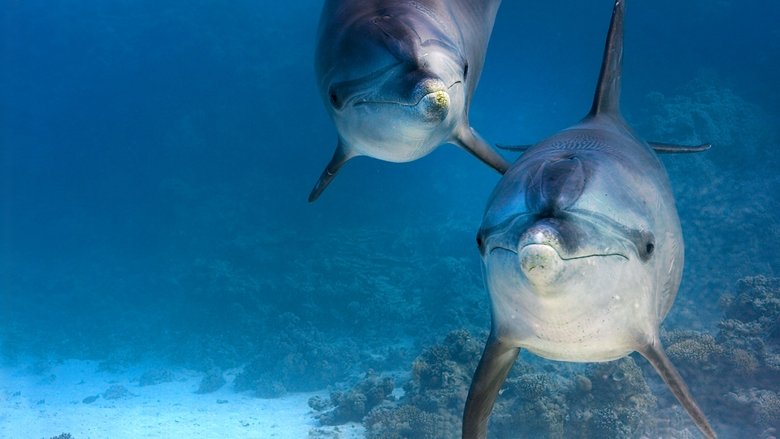 Dolphin Reef still 1