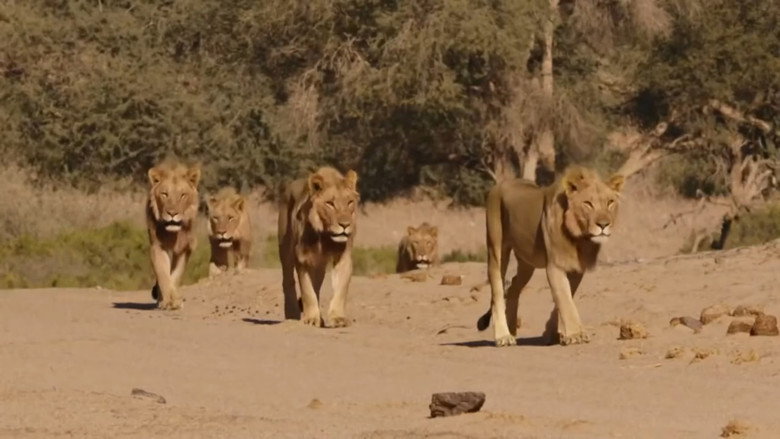Desert Lions of the Namib - Departure and Return still 2