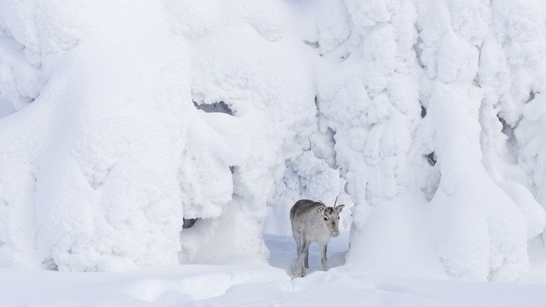 A Reindeer's Journey still 5