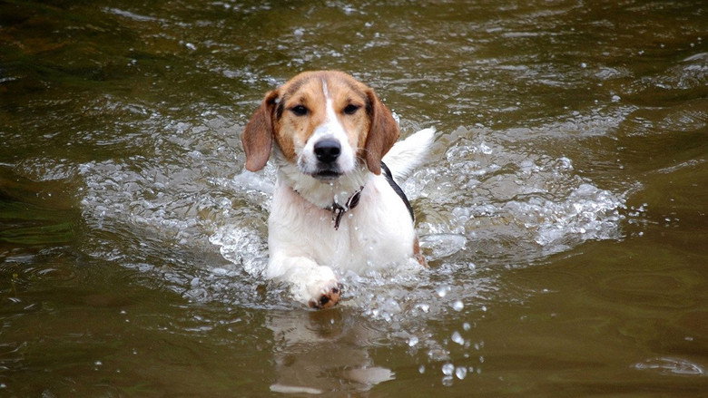 Shiloh still 1