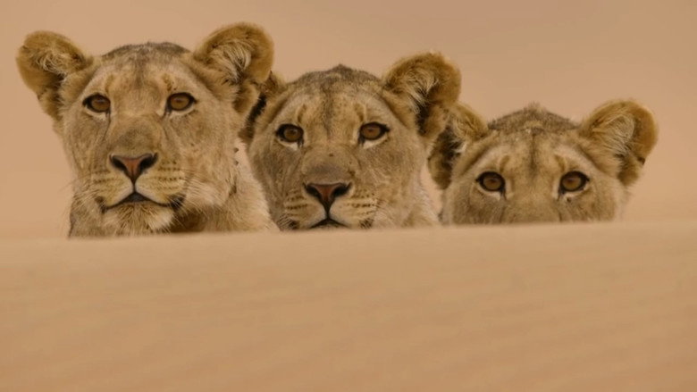 Desert Lions of the Namib - Departure and Return still 1