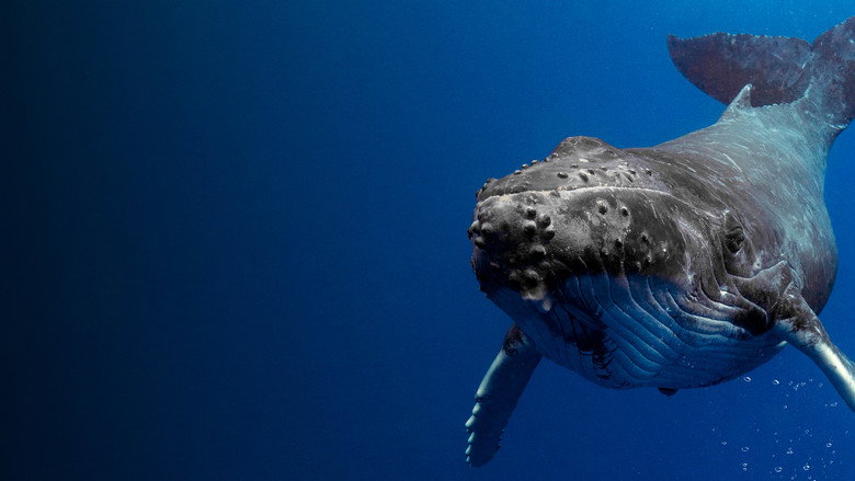 Shark Vs. Whale still 3