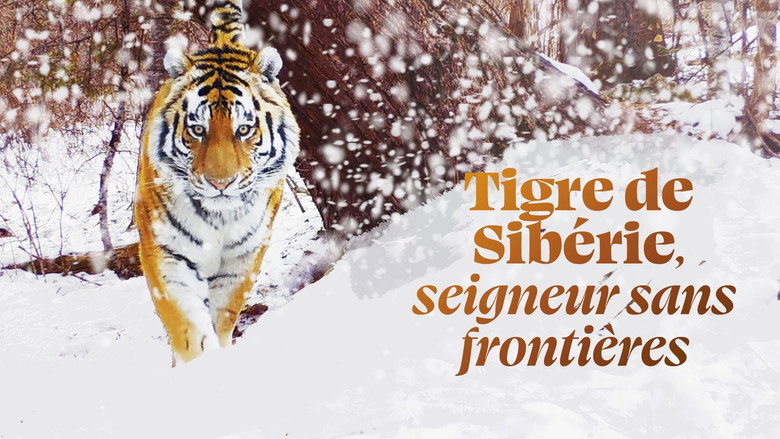 Siberian Tiger, The Secret Kingdom still 5