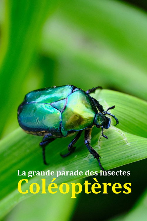 Fabulous Insects - Beetles poster