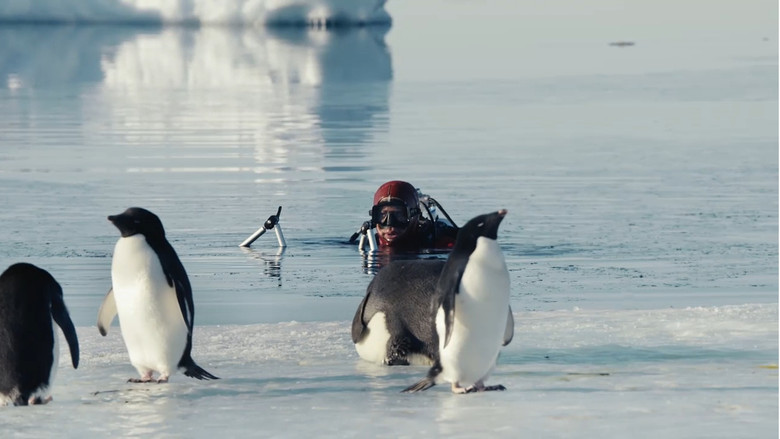 Antarctica, in the footsteps of the Emperor still 5