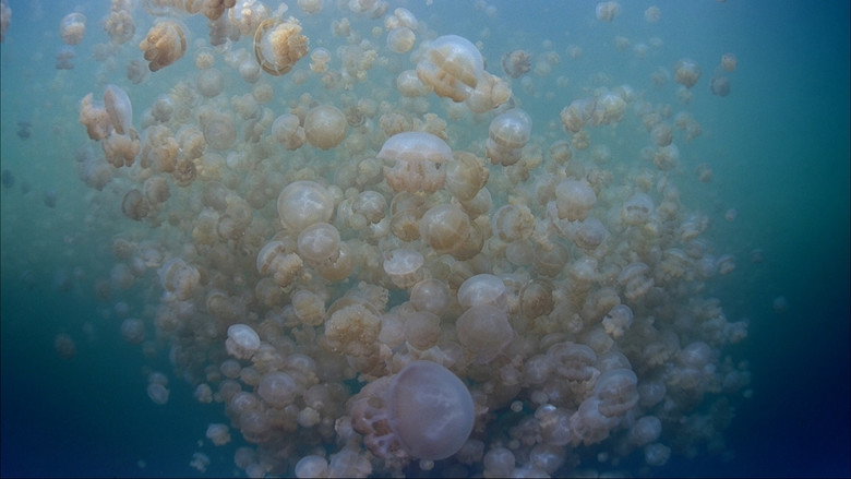 The Living Sea still 3