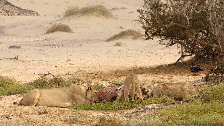 Desert Lions of the Namib - Departure and Return still 3