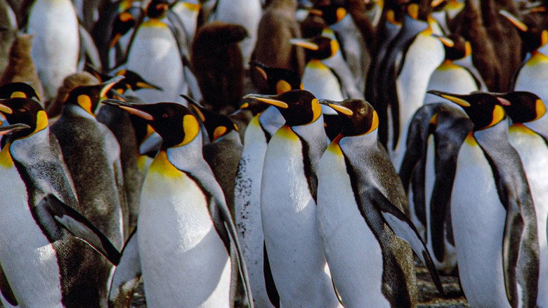 The Congress of Penguins still 1