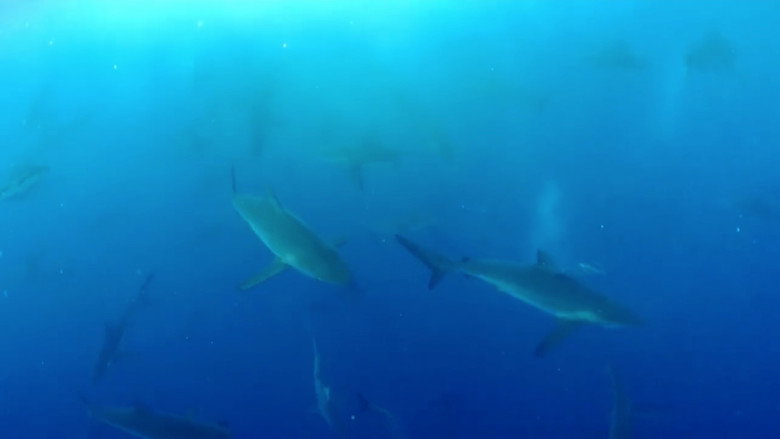 Shark Land: Welcome to Cocos Island still 4