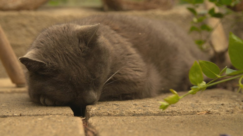 Wilde Miezen - Katzen allein unterwegs still 2