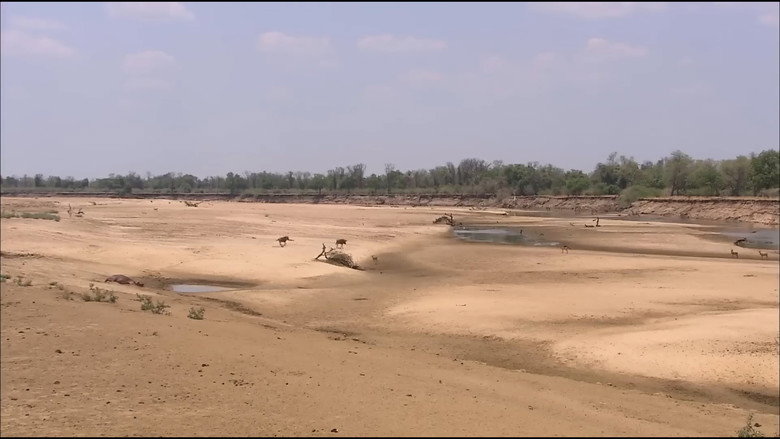 Lions of Crocodile River still 4