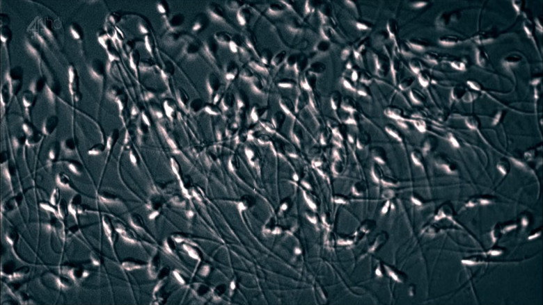 The Great Sperm Race still 4