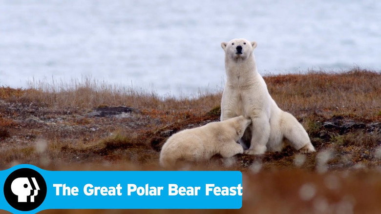 The Great Polar Bear Feast still 2